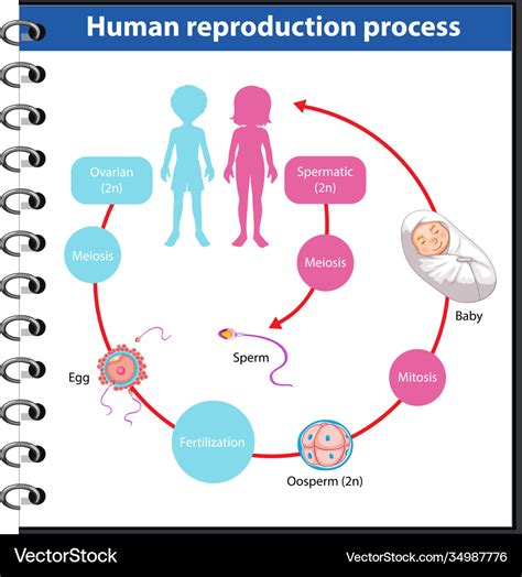 Reproduction Process Human Infographic Royalty Free Vector