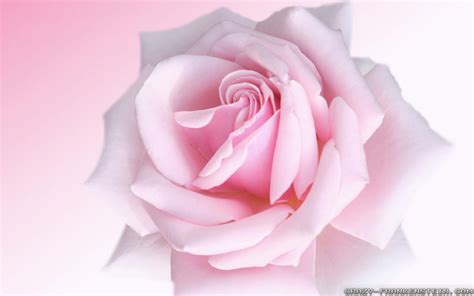 Top 193 Light Pink Rose Flowers Wallpaper
