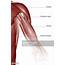 The Muscles Of Shoulder And Upper Arm High Res Vector Graphic 