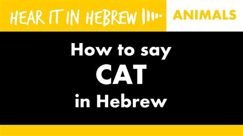 How To Say Cat In Hebrew חתול Youtube