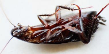 Uğur Böceği Türleri ve Özellikleri bocek gen tr