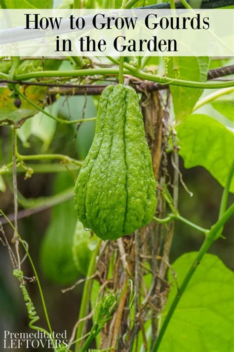 When plants are over watered, usually what happens is that the stem and lower leaves will begin turning yellow or brown and drop off. How to Grow Gourds in the Garden from Seed to Harvest