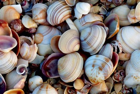 Free Images Beach Nature Food Seafood Material Invertebrate Seashell Clam Conch