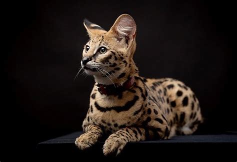 29 Most Expensive Cat Breeds In The World Page 28 Top Expensive