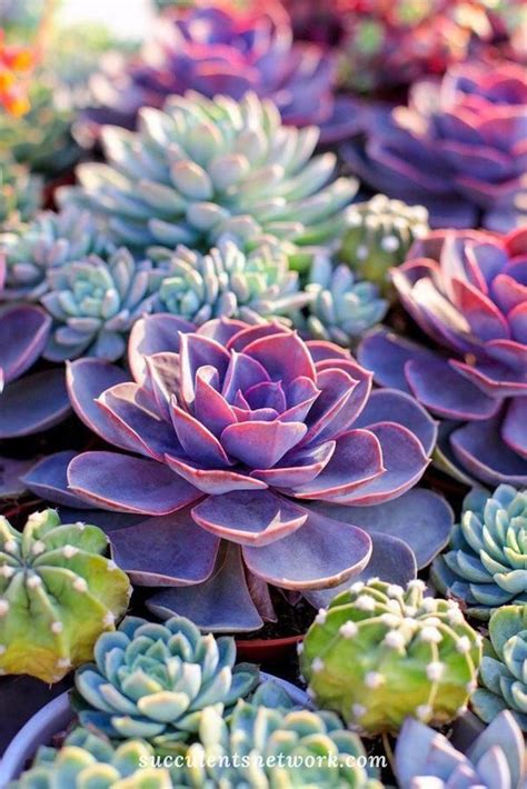 3 Ways To Identify Your Succulents Succulents Network Succulents