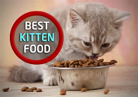 Best Kitten Food Best Kitten Food Brands Review And Pictures 2023