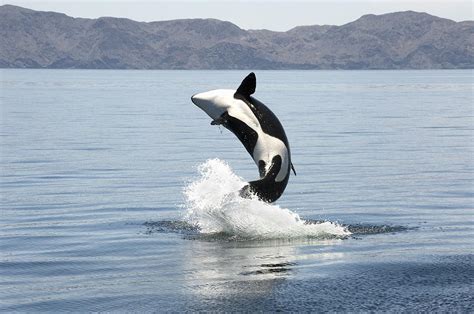 Killer Whale Breaching Photograph By Christopher Swann Pixels