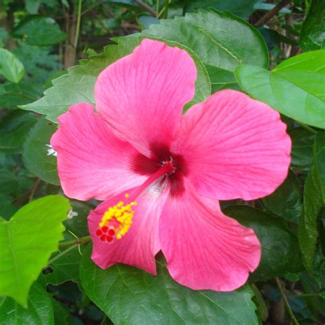 Free Photo Pink Hibiscus Bloom Closeup Flower Free Download Jooinn