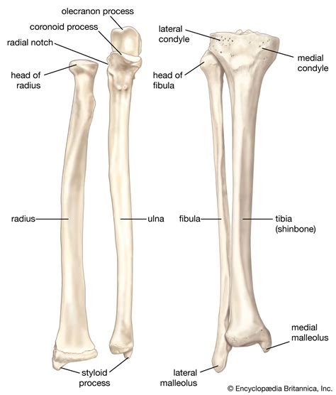 Human Bone Anatomy Arm Arm Definition Bones Muscles F Vrogue Co