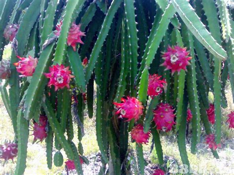 Kalau kamu memilih untuk menumbuhkan bambu rukita juga menggunakan berbagai jenis tanaman hias indoor tersebut sebagai dekorasi untuk interior di setiap kamar di unit rukita rkbm pakubuwono, lho. Tanaman pembawa keberuntungan - Astroshiopedia