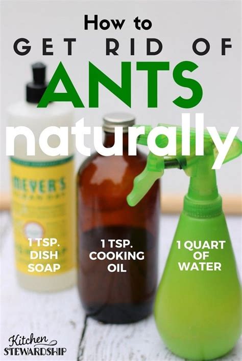 Learn how to recognize natural enemies by consulting resources such as the natural enemies handbook. Get rid of those ants! | Diy insecticidal soap, Sugar ants ...