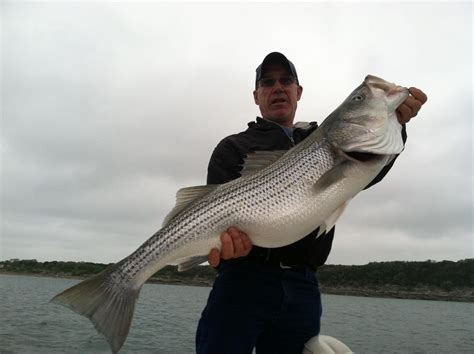 The larger reservoir provides year round fishing for crappie, largemouth bass and bluegill. 24.1 pound Striped Bass caught at Canyon Lake near New ...