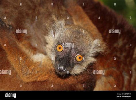 Baby Black Lemur On Mothers Back Eulemur Macaco Nosy Komba Island