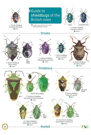 Insect Identification Charts Watkins And Doncaster