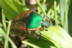 Beetle Euphoria Fulgida Bugguidenet