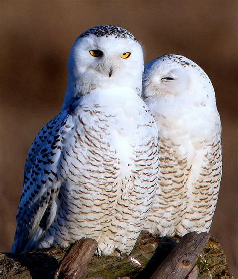 Snowyowlpair Beauty Of Earth Pinterest