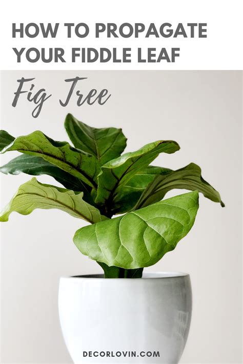 How To Propagate Your Fiddle Leaf Fig Tree Fiddle Leaf Fig Tree Fig