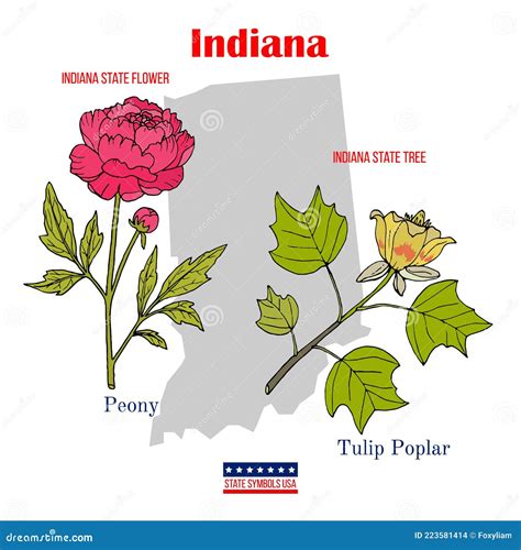 Indiana Set Of Usa Official State Symbols Stock Vector Illustration