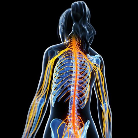 Used or done by a number of people as a group. Unique gene therapy prevents, reverses multiple sclerosis ...