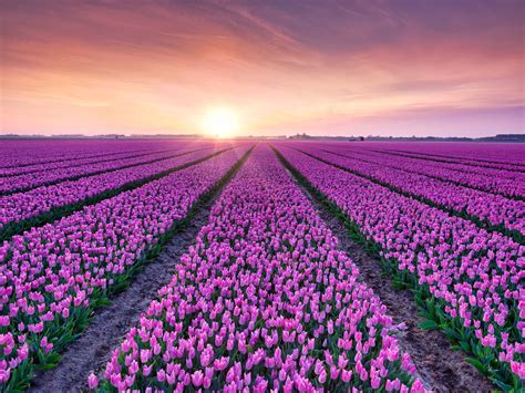 Tulip Field At Sunrise Photo Wallpaper
