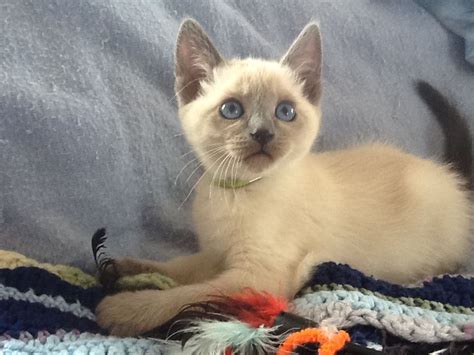 Blue Point Siamese Kitten Gatitos Lindos Fotografía De Perro Gatos