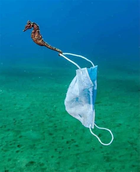 This Image Of A Delicate Seahorse Dragging A Mask In The Waters Off