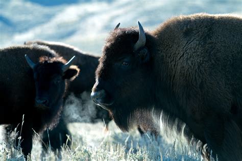 Le Retour Des Bisons Dans Le Parc National De Banff École Branchée