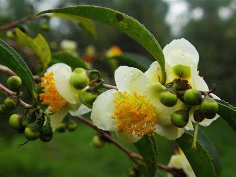 How To Grow Your Own Green Tea Plant