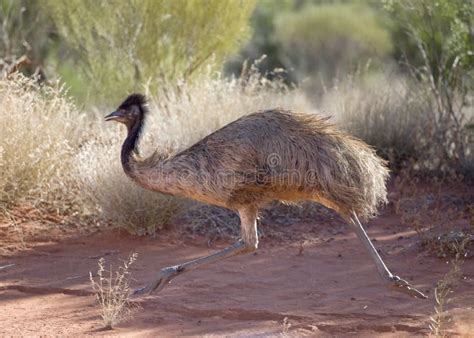 Emu Running Stock Image Image Of Nature Bird Australias 78089563