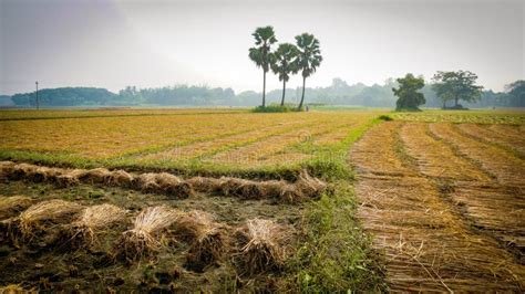 Cutting Paddy On The Land A Beautiful Landscape On The Bangladesh