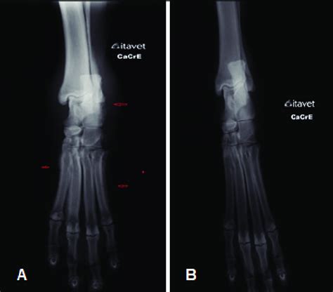 A Radiographic Image Of The Left Tarsals And Metatarsals Of A Dog