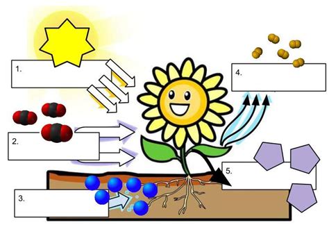 How Does Photosynthesis Work