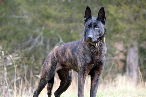 Dutch Shepherd Dog Breed Information All About Dogs