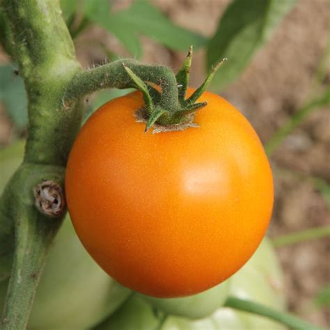 Tomate Orange Queen Martine Fleurs