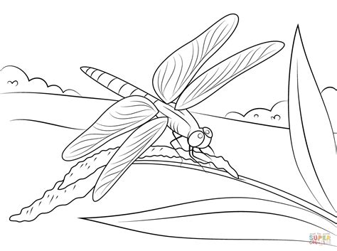 The dragonfly has unique vision due to the structure of the eyes. Dragonfly Images To Color - NEO Coloring