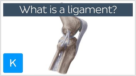 What Is A Ligament Definition And Overview Human Anatomy Kenhub