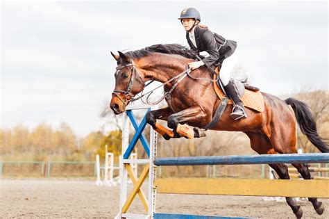 11 Best Horse Breeds For Jumping Big And Clear Horse Rookie