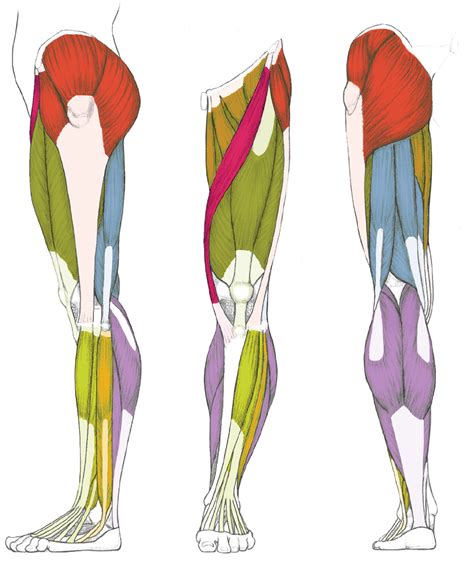 The lateral side of the muscle inserts with the it band, contributing to lateral stability at the hip and knee. LEFT: Lateral view