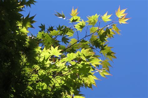 Green Maple Leaves Against The Blue Sky Free Image Download