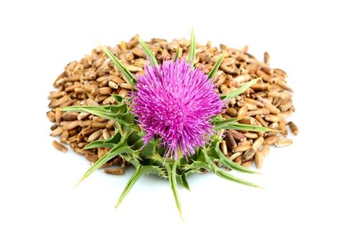 Seeds Of A Milk Thistle With Flowers Silybum Marianum Scotch Th Stock