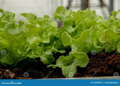 Close Up View On Lettuces Salad Organic Vegetable Cultivation Stock