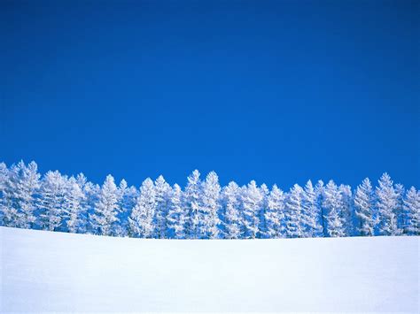 壁纸 冬季 蓝色 白色 天空 纯 树木 1600x1200 4kwallpaper 683687 电脑桌面壁纸
