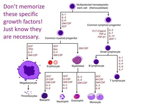 Ppt Hematopoietic System Powerpoint Presentation Free Download Id