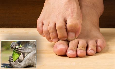The Big Toe Was The Last Part Of The Human Foot To Evolve Daily Mail