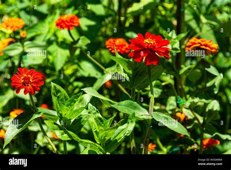 Closeup Of Red Zinnias With Bright Green Leaves Growing In A Garden