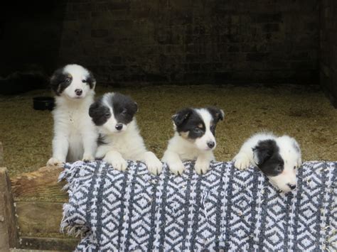 Rough — a rough coat is essentially just a long coat. ***Long Haired Border Collie Puppies For Sale *** | Stroud ...