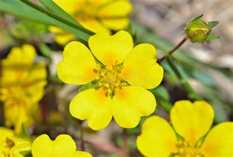 Small Yellow Wildflowers 1 Stock Image Image Of Spearwort 35371685