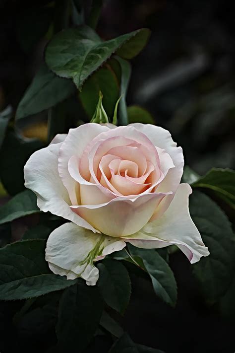 Look At Me Rose Bud Portrait Photograph By Gaby Ethington Fine Art