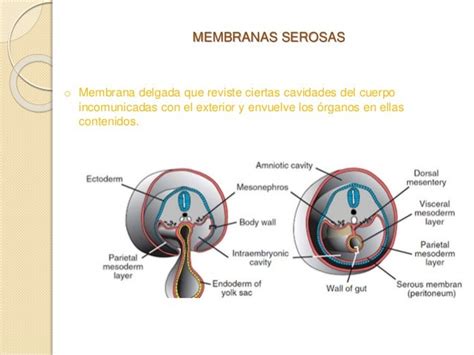 Cavidades Corporales Embrionarias