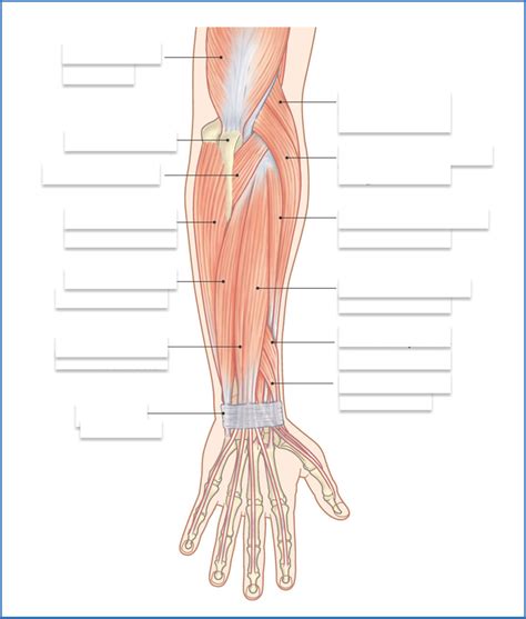 Superficial Posterior Forearm Muscles Diagram Quizlet